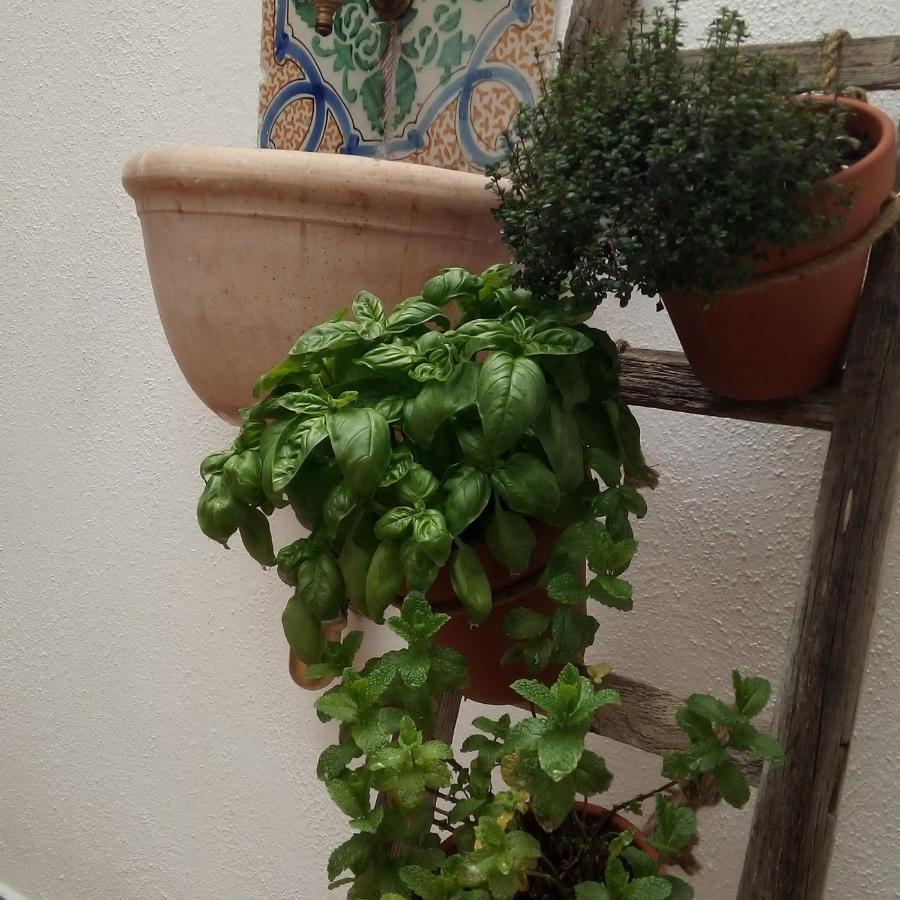 Il Terrazzino Sul Kemonia Διαμέρισμα Παλέρμο Εξωτερικό φωτογραφία